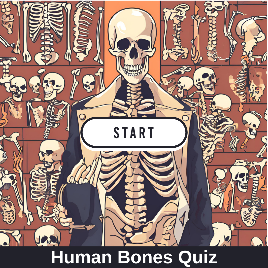 Human Bones Quiz: How Well Do You Know Your Skeleton?